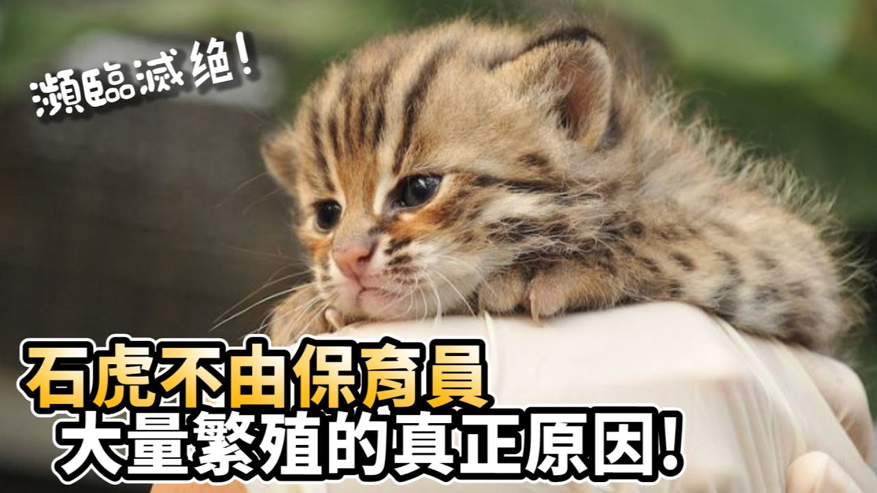 石虎不由保育員大量繁殖原因! 請石虎保育協會顧問來解答! 【許伯簡芝】500隻石虎的命運【簡芝聊聊】